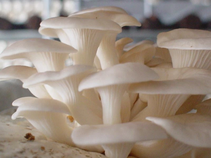 chitosan food grade 2