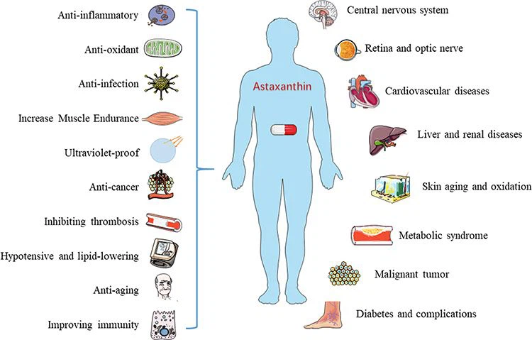 Astaxanthin powder.19png